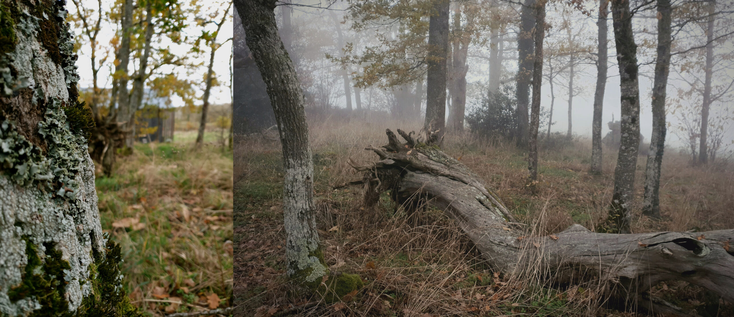 bannière automne